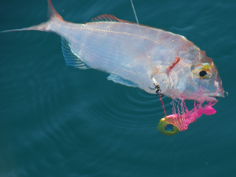 Ultra sensible en pointe, l’Amazing Top Fishing est idéale pour les pêches ultra fines au madaï jig