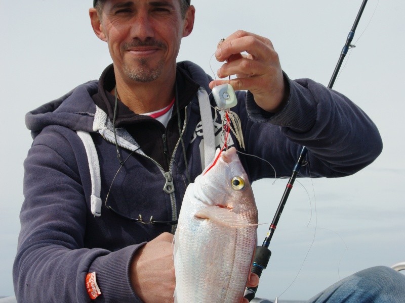 8-pageot-reagit-tres-bien-leurres-madai-jig.jpg Le pageot réagit très bien aux leurres comme ici avec un madaï jig