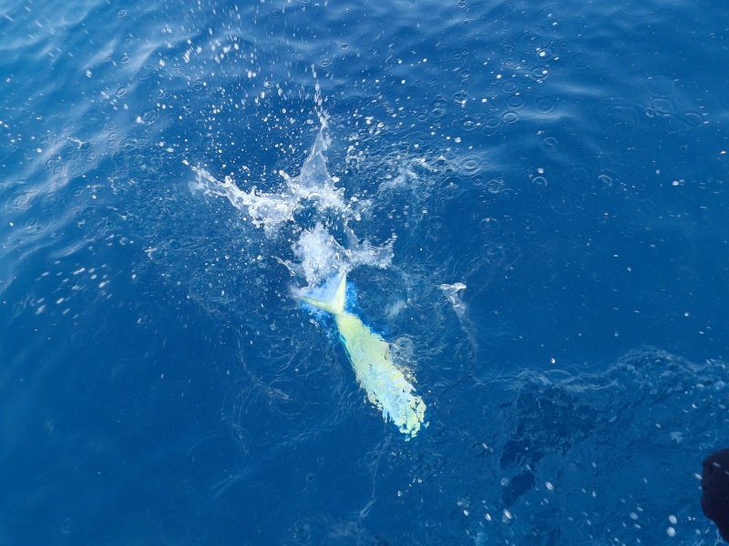 9-coryphene.jpg La coryphène est une extraordinaire combattante capable de sauts hors de l’eau et de redémarrages impressionnants !