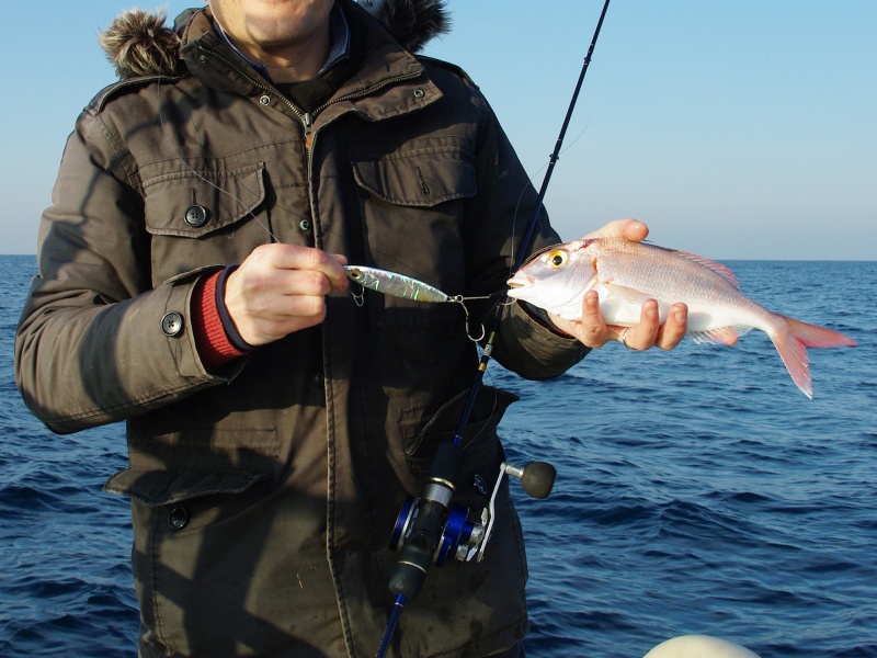 Le pageot est très vorace ! Ce poisson de 300 g à peine n’a pas hésité à attaqué ce slow jig de…200 g !