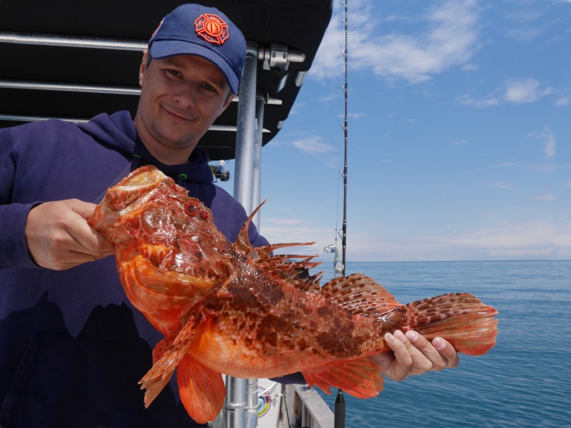 actu-332-downrigger-28.jpg Et toujours avec le montage double profondeur, ce stagiaire de Fabien a également pris cet énorme chapon dans la même journée
