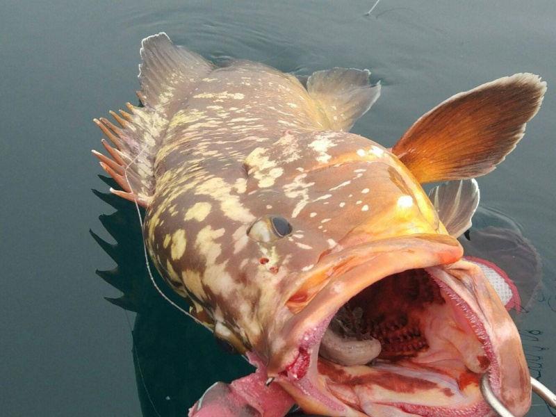 autre-merou-cyl-artesano-en-kayak.jpg En Espagne, un superbe mérou a été attrapé en Kayak grâce au Vivo Calamar