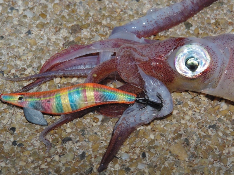 calamar pêcher a l'attractant d'huile de sardine  