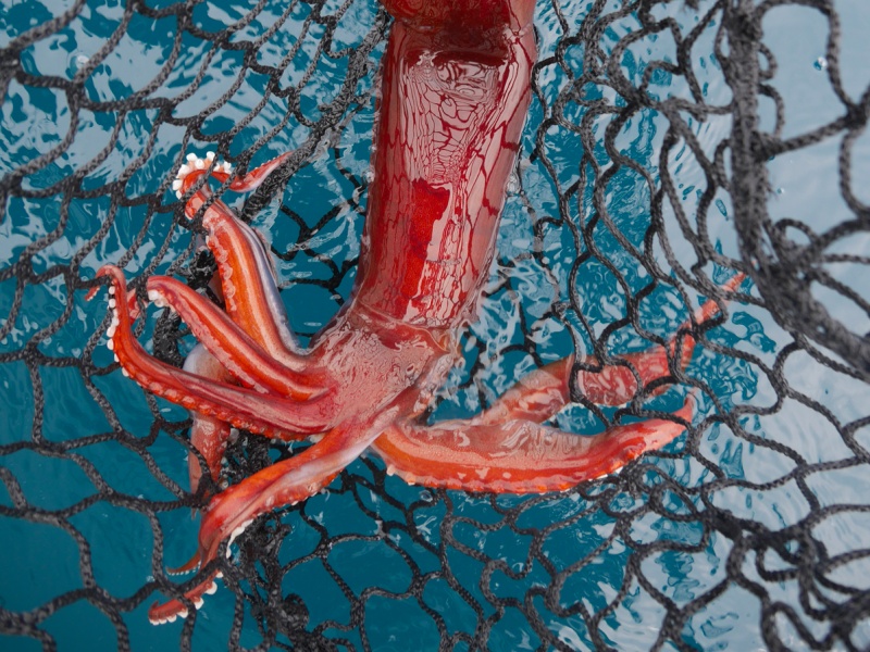 Un gros calamar rouge est une superbe prise