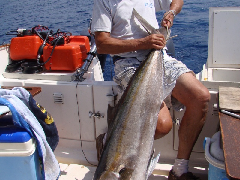 peche-a-la-traine-en-corse-par-mr-clavey-seriole-25kg-img_0350.jpg Une sériole de 25kg pêchée à la traine en corse par un client Top Fishing