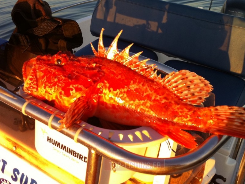 Pêche d'un chapon