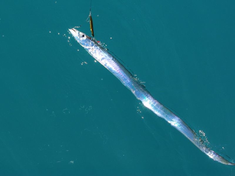 peche-du-sabre-18.jpg Lorsqu’il arrive en surface, le sabre ressemble à une lame en acier poli