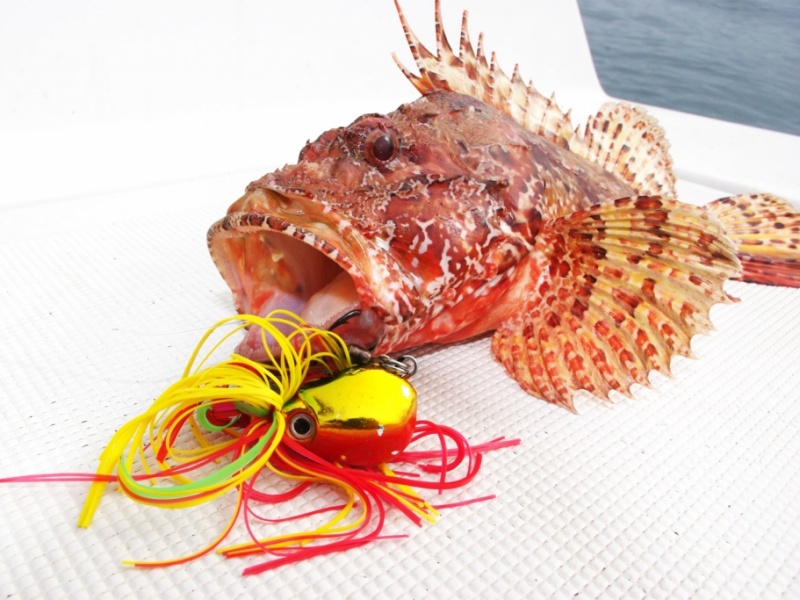 peche-en-casting-technique-chapon.jpg Pêche d'un chapon en casting