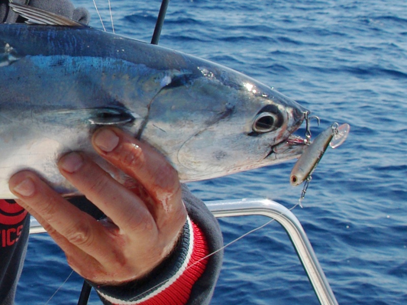 power-tail-bonite-detail.jpg Avec ses puissantes vibrations, le PowerTail est hyper attractif sur les bonites