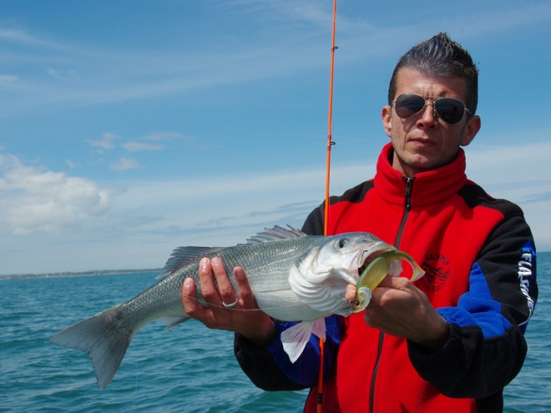 un magnifique loup au blue shad 