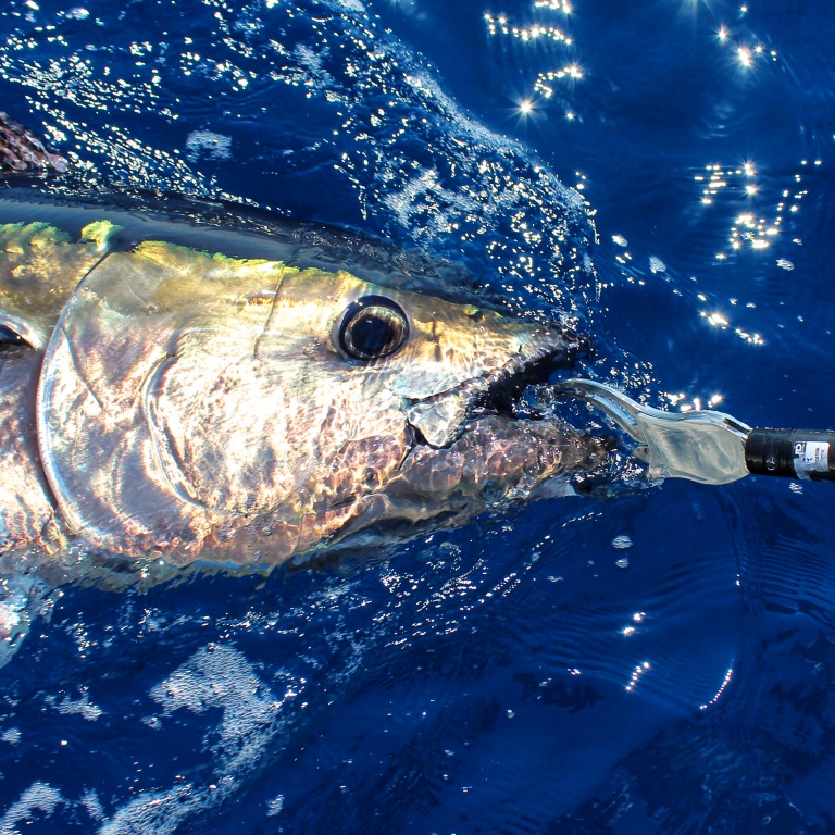 1-bonne-pince-thon-permet-immobiliser-facilement-plus-gros-poissons.jpg Une bonne pince à thon permet d’immobiliser facilement les plus gros poissons !