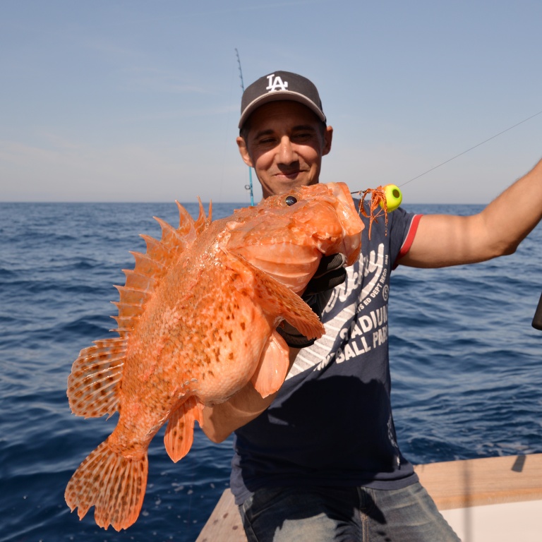 1-chapon--3-kg-pris-madai-italcanna.jpg Ce chapon de presque 3 kg pris au madaï avec la Slow Pitch Italcanna est plus gros que le record de France !