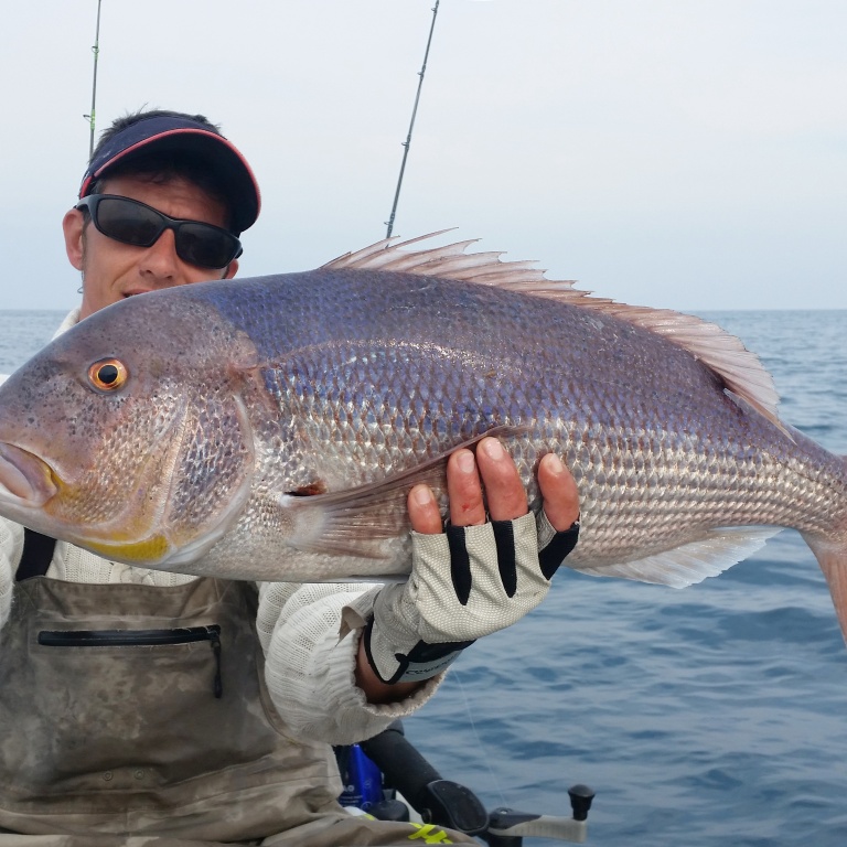 1-grumpy-fish-glowbite-ideal-pecher-sparides.jpg Le Grumpy Fish Glowbite est idéal pour pêcher les sparidés carnassiers tels que ce denti !
