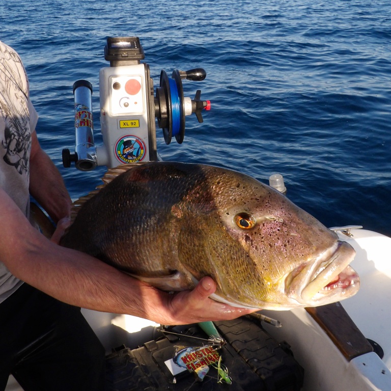 1-magnifique-denti-9kg-pris-vif.jpg Magnifique denti de 9 kg pris au vif avec la technique du downrigger