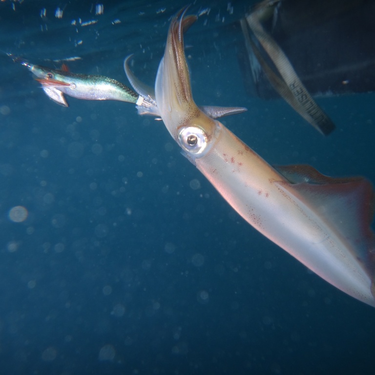1-mini-turluttes-sont-une-rare-efficacite.jpg Les mini turluttes sont d’une rare efficacité sur les calamars !