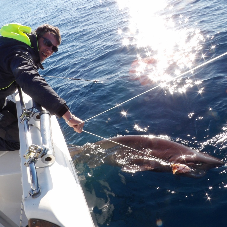  Un requin griset est un poisson impressionnant ! 