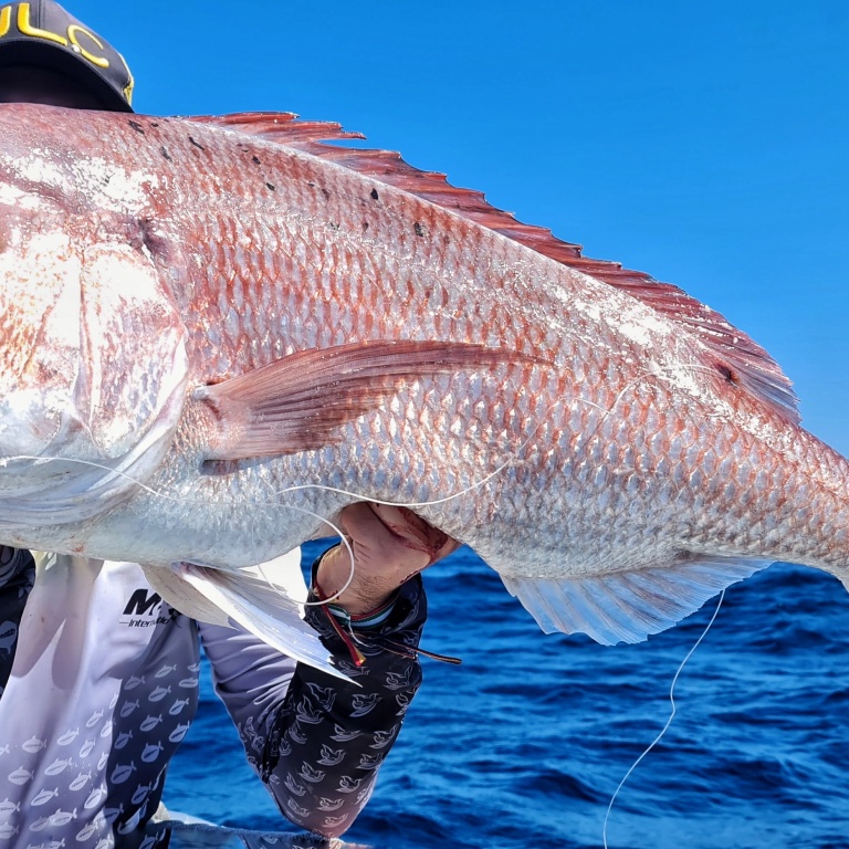 Ce superbe denti prouve à nouveau que le coloris girelle du Real Fish JLC est hyper efficace sur cette espèce !