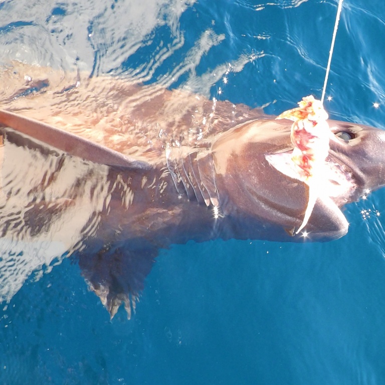 =-1-peche-du-requin-griset-en-grandes-profondeurs.jpg Aucune description