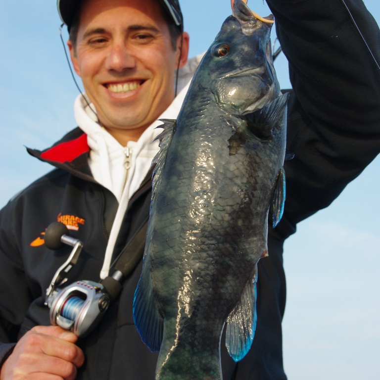 fiche-poisson-labre.jpg Stéphane Charles avec un magnifique Labre.