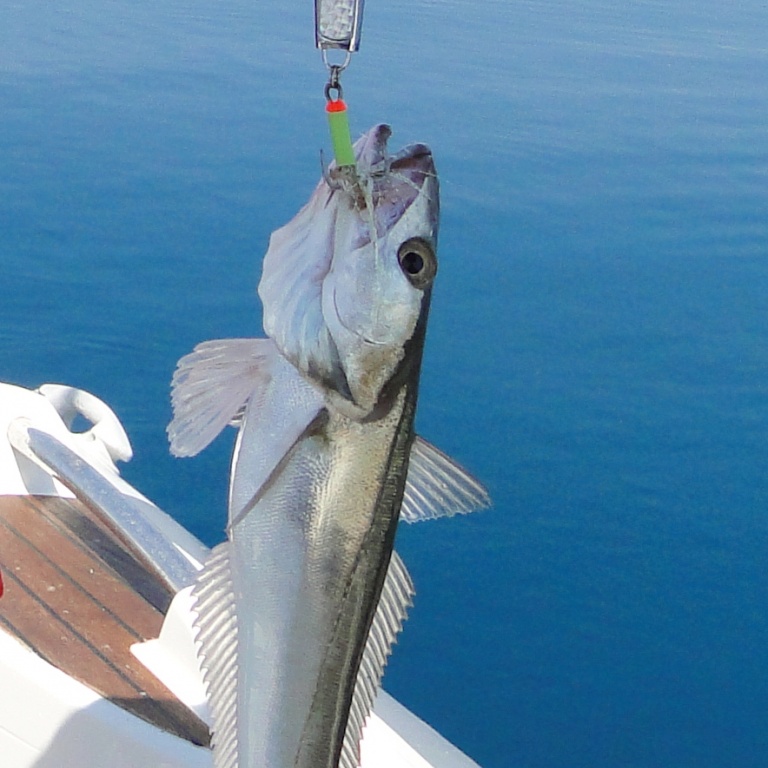 Le merlan est un poisson de la famille des gadidés, proche cousin du tacaud et de la morue.