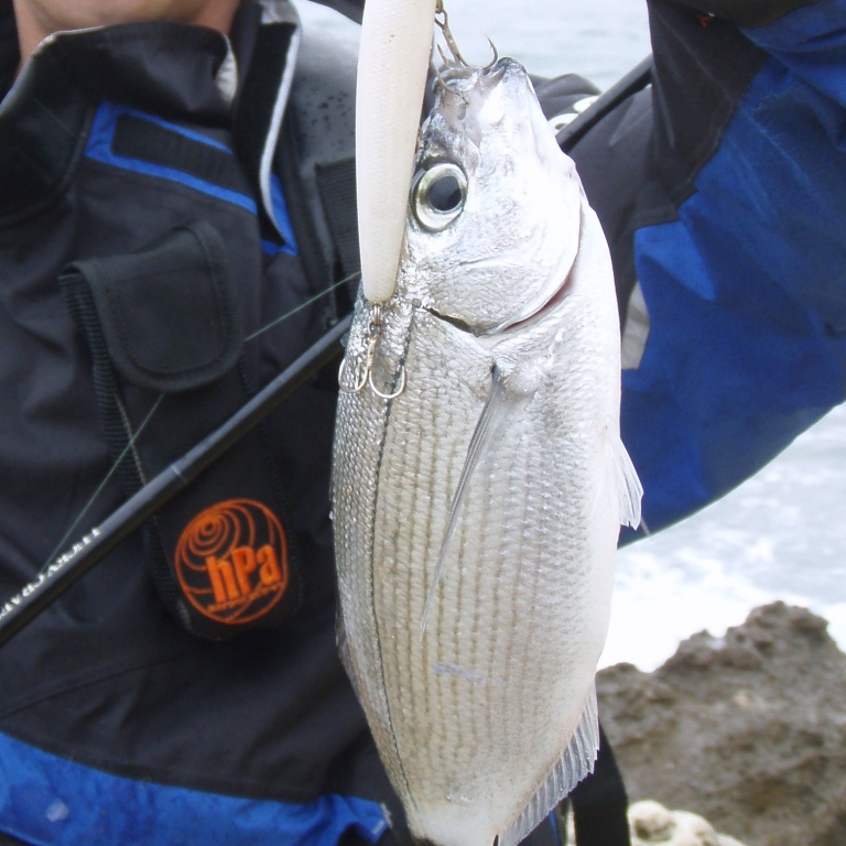 fiche-poisson-oblade.jpg Aucune description
