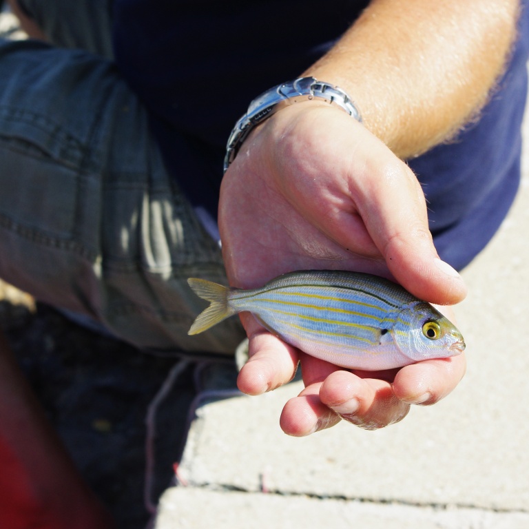 fiche-poisson-saupe-1.jpg Aucune description