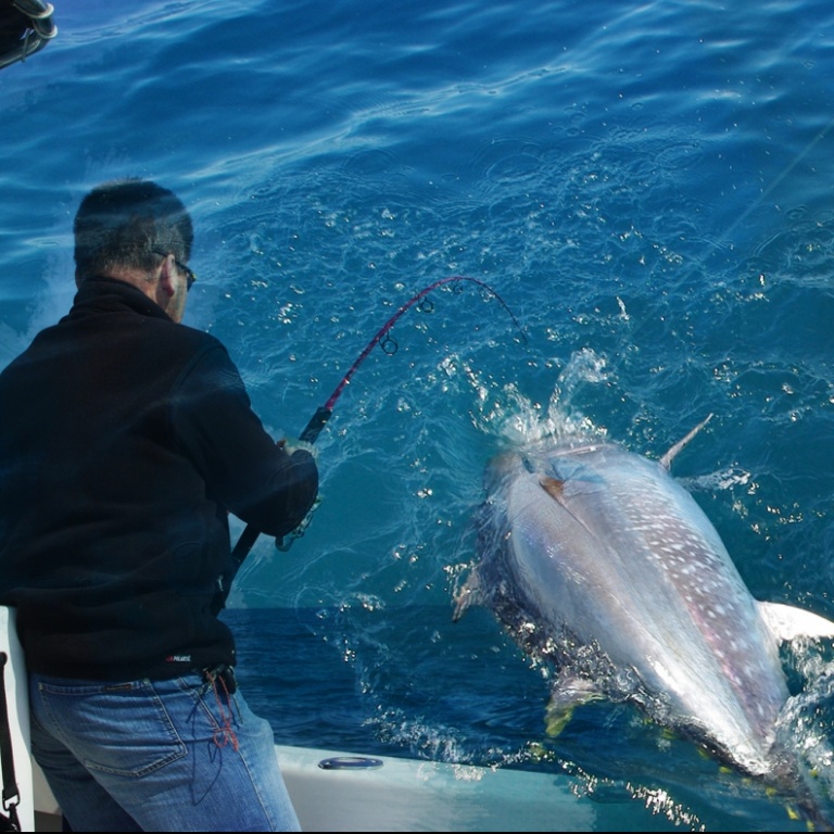 leurre-shimano-ocea-bluefin-tuna-peche-au-thon.jpg