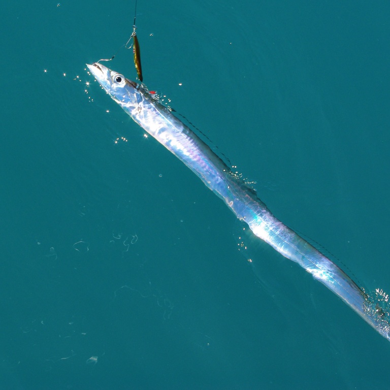 peche-du-sabre-18.jpg Lorsqu’il arrive en surface, le sabre ressemble à une lame en acier poli