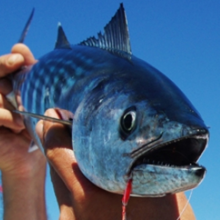 pelamides-au-casting-jig.jpg