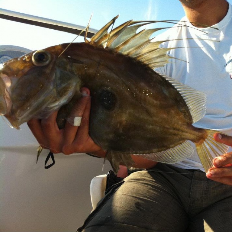 st-pierre-poisson.jpg Aucune description