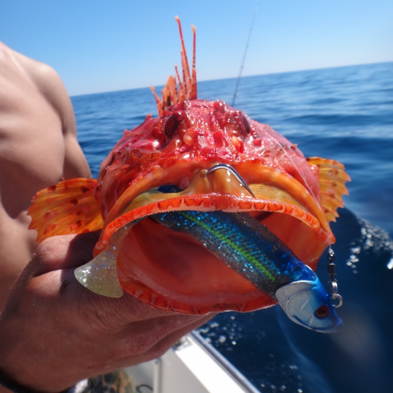 Un shad de 12 cm paraît petit dans la gueule de ce chapon