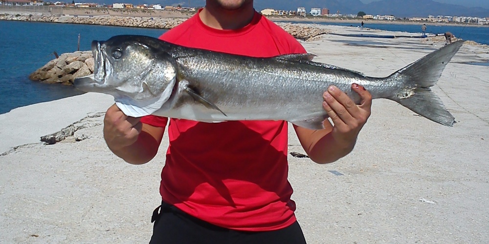 Superbe tassergal de 6 kg pris du bord au vif par Marc!