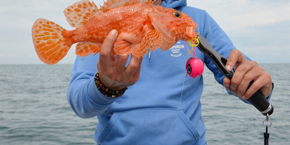 Chapon pêché à l’Omega Slider Head X-Paragon 