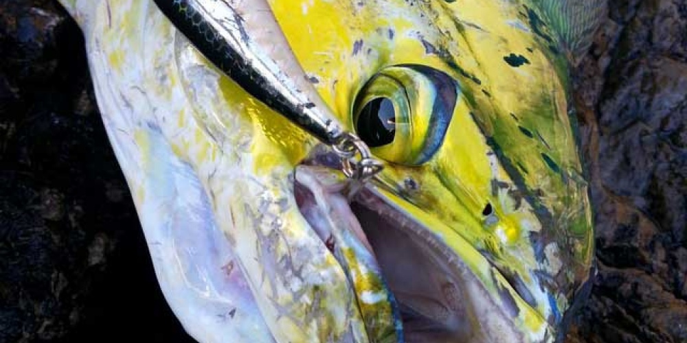 Coryphène prise au Janas 107 en shore jigging ! 