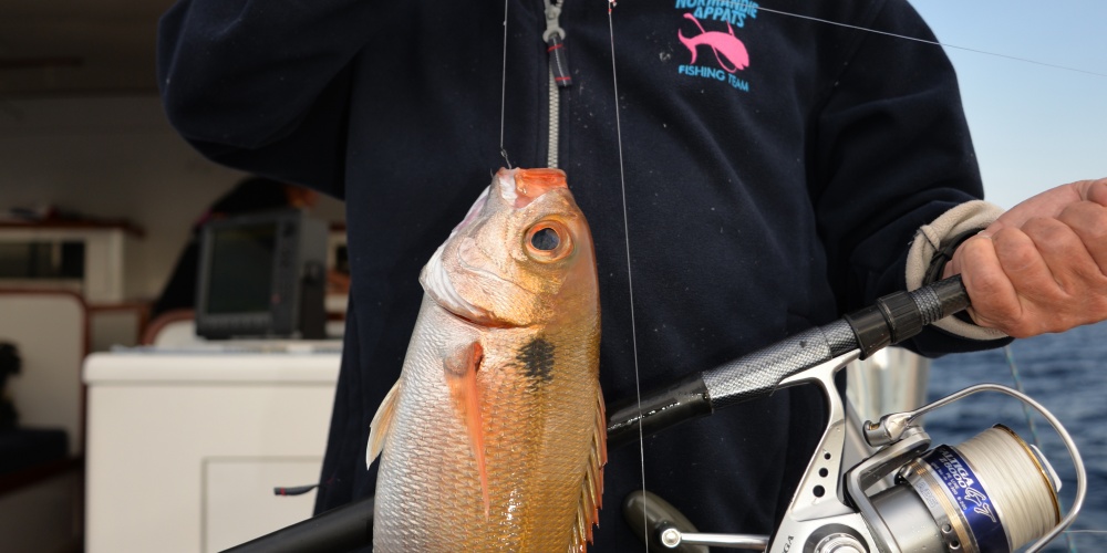 Les dorades roses peuvent atteindre plus de 4 kg !