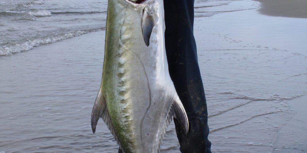 Liche de 28 kg du bord !