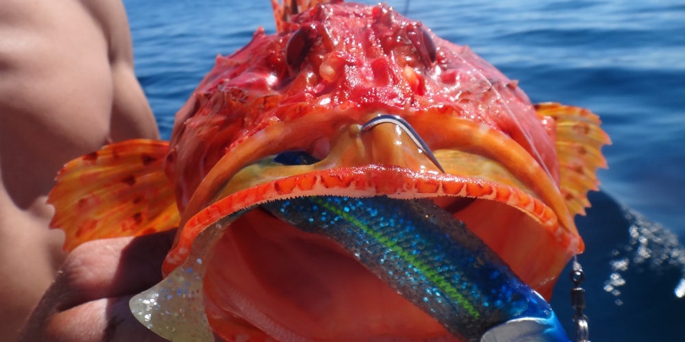 Un shad de 12 cm paraît petit dans la gueule de ce chapon